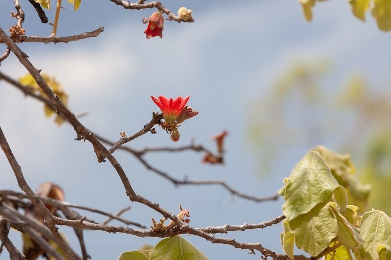 Brachychiton chillagoensis, photographed by dhfischer