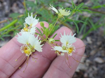 Cleome erosa, photographed by Sam Kieschnick