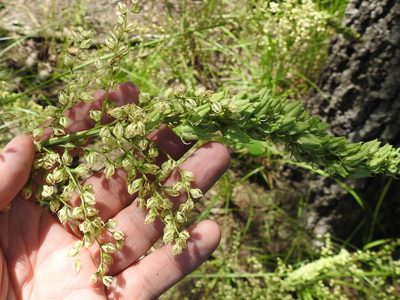 Stenanthium gramineum, photographed by Sam Kieschnick