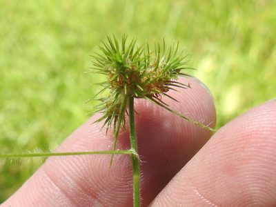 Fuirena squarrosa, photographed by Sam Kieschnick