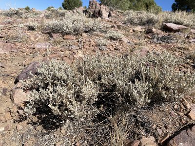 Artemisia arbuscula, photographed by Matt Berger