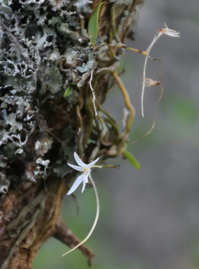 Mystacidium venosum, photographed by Andrew Gillespie