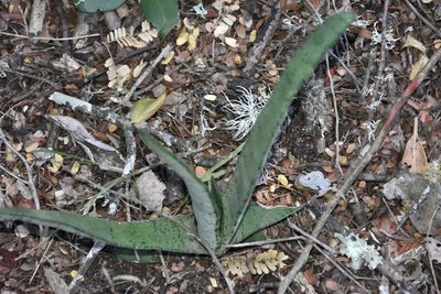 Gasteria acinacifolia, photographed by Andrew Gillespie