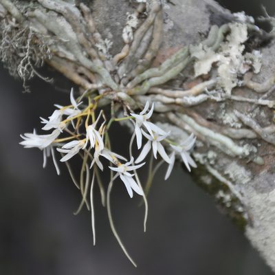 Mystacidium venosum, photographed by Andrew Gillespie