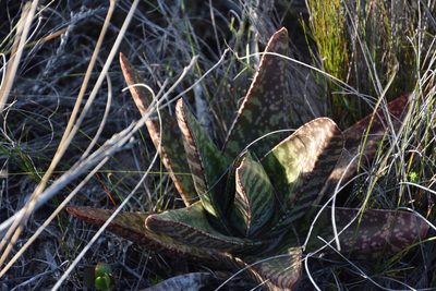 Gasteria acinacifolia, photographed by Andrew Gillespie