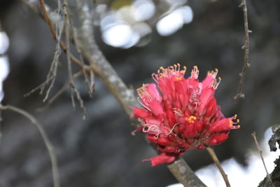 Schotia afra, photographed by Andrew Gillespie