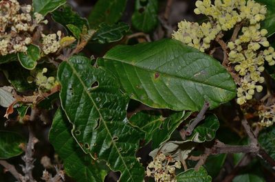 Pomaderris elliptica, photographed by James (Jim) Duggan