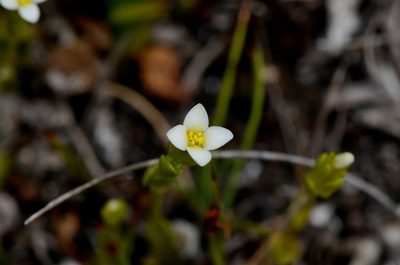 Sebaea albidiflora, photographed by James (Jim) Duggan