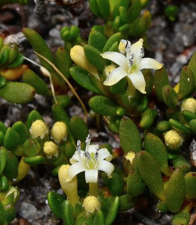 Wilsonia backhousei, photographed by James (Jim) Duggan