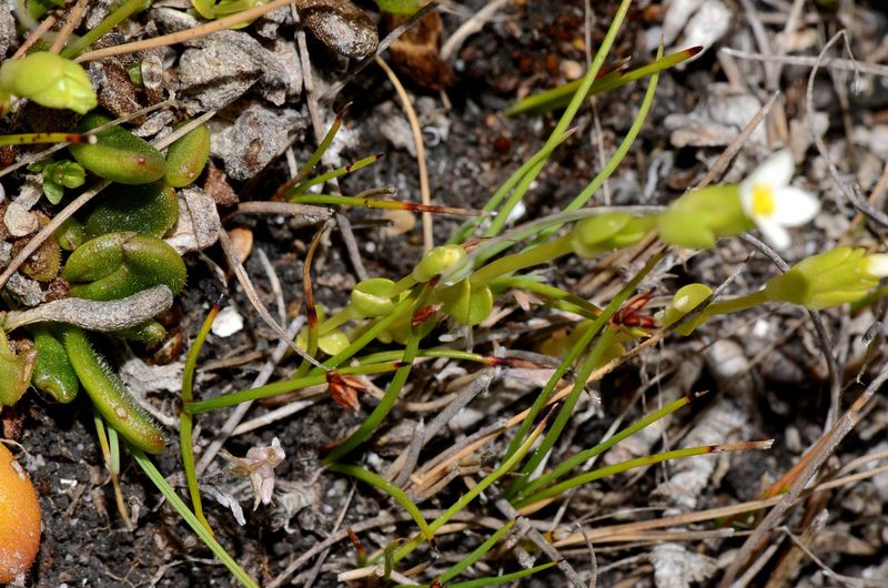 Sebaea albidiflora, photographed by James (Jim) Duggan