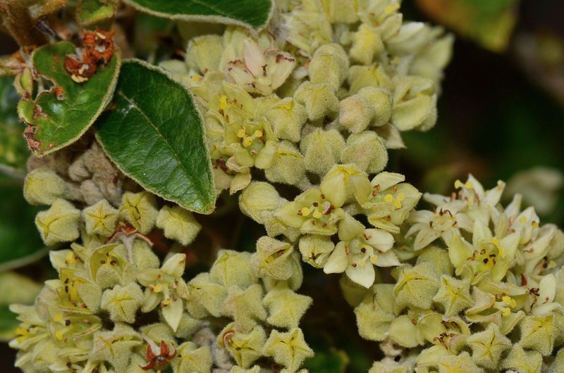 Pomaderris elliptica, photographed by James (Jim) Duggan