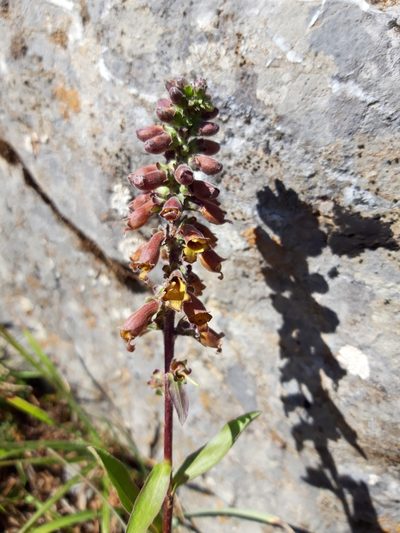 Digitalis parviflora, photographed by Rafael Medina