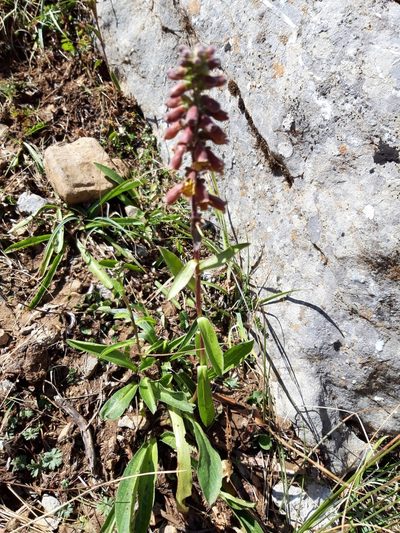 Digitalis parviflora, photographed by Rafael Medina