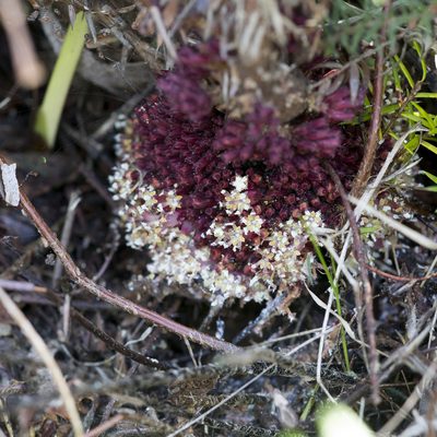 Acrotriche fasciculiflora, photographed by Kym Nicolson