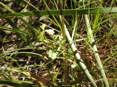 Hydrocotyle paludosa, photographed by Greg Tasney