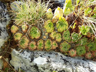 Sempervivum vicentei, photographed by Rafael Medina