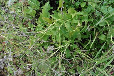 Salvia dumetorum, photographed by Силаева Татьяна Борисовна