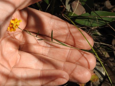 Chorizema parviflorum, photographed by Greg Tasney