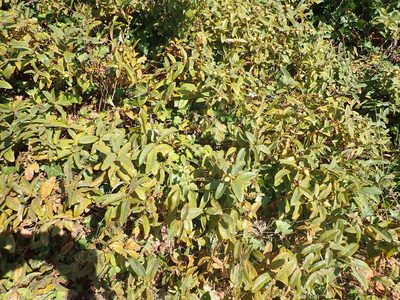 Hypericum calycinum, photographed by Robert H. Wardell