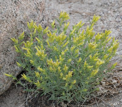 Silene parishii, photographed by Jesse Rorabaugh