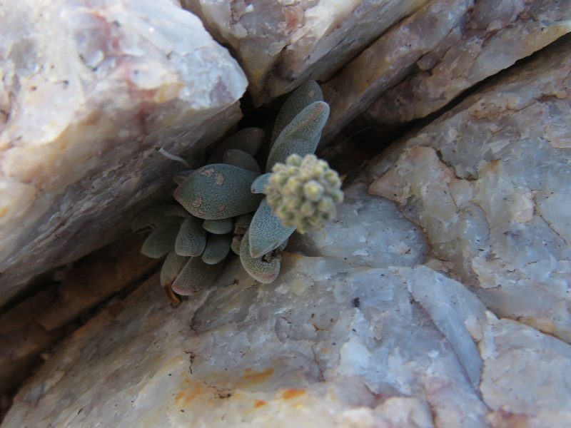 Crassula namaquensis, photographed by James Deacon