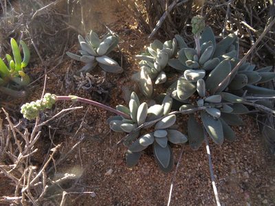 Crassula namaquensis, photographed by James Deacon