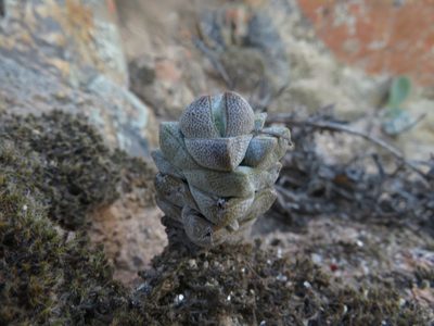 Crassula deceptor, photographed by James Deacon