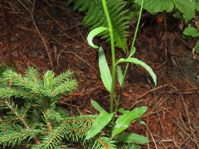 Phyteuma betonicifolium, photographed by Emanuele Santarelli
