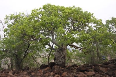 Brachychiton australis, photographed by dhfischer