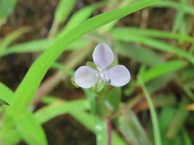 Murdannia loriformis, photographed by chiuluan