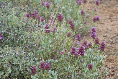 Salvia pachyphylla, photographed by Jesse Rorabaugh