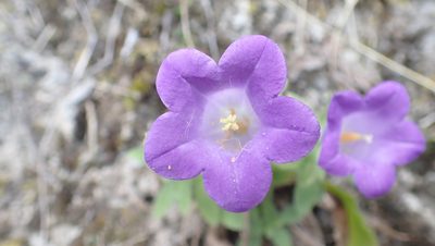 Campanula medium, photographed by Julien Tchilinguirian