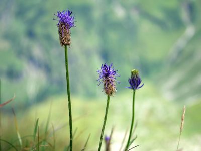 Phyteuma betonicifolium, photographed by Wolfgang Jauch