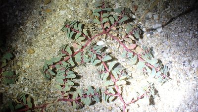Euphorbia peplis, photographed by Julien Tchilinguirian