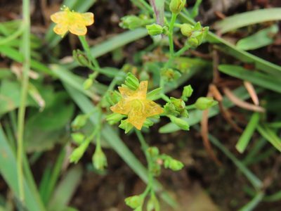 Hypericum japonicum, photographed by chiuluan