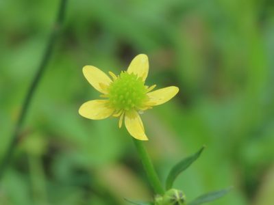 Ranunculus cantoniensis, photographed by chiuluan
