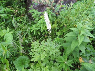 Actaea simplex, photographed by Marco Mussita
