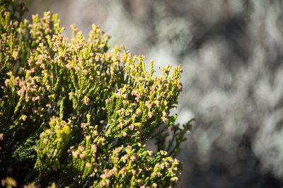 Erica reunionensis, photographed by Ryan McMinds