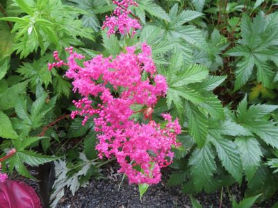 Filipendula multijuga, photographed by Marco Mussita