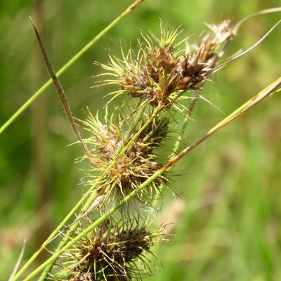 Fuirena squarrosa, photographed by Laura Clark