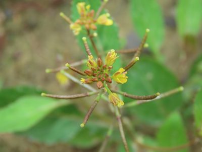 Rorippa indica, photographed by chiuluan