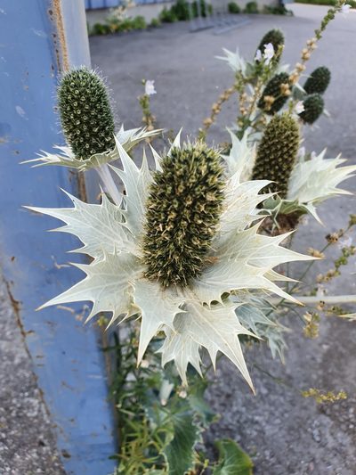 Eryngium giganteum, photographed by Jens Ullenius
