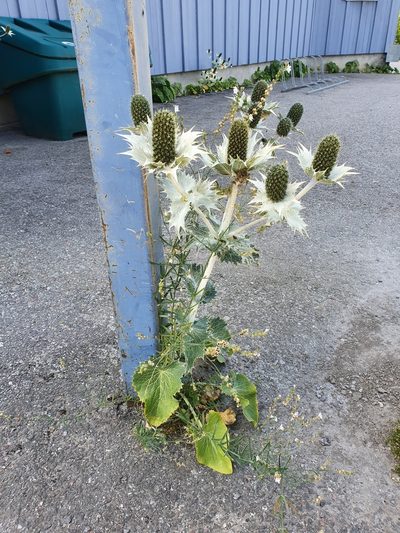 Eryngium giganteum, photographed by Jens Ullenius