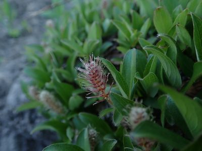 Salix petrophila, photographed by Mitch Van Dyke