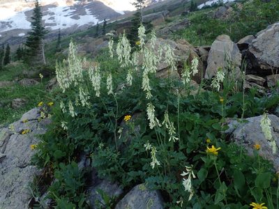 Hedysarum sulphurescens, photographed by Mitch Van Dyke