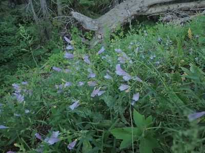 Penstemon lyallii, photographed by Mitch Van Dyke