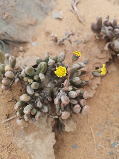 Crassothonna clavifolia, photographed by leandra-k_89
