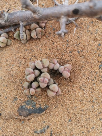 Crassula elegans, photographed by leandra-k_89