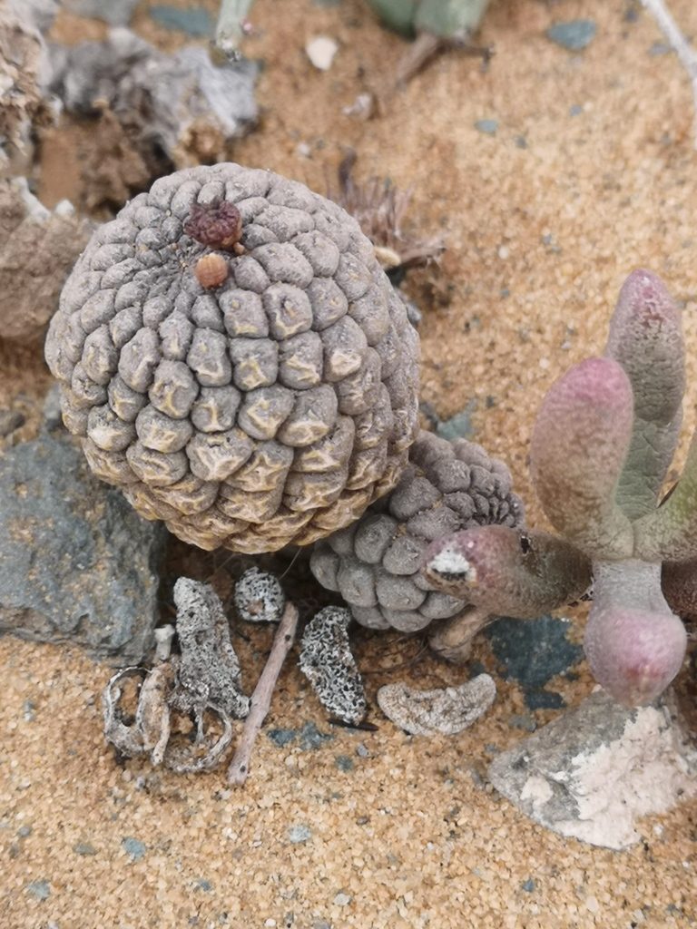 Larryleachia cactiformis, photographed by leandra-k_89