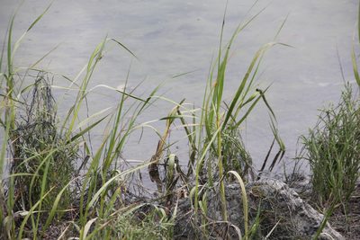 Sporobolus foliosus, photographed by Millie Basden